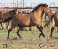 Smokin Rose's 2018 Dun Colt
